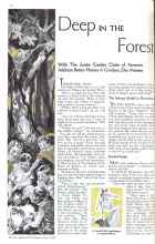 Better Homes & Gardens June 1934 Magazine Article: Deep IN THE Forest