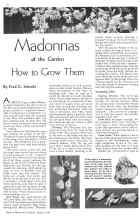 Better Homes & Gardens August 1934 Magazine Article: Madonnas of the Garden How to Grow Them