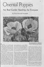 Better Homes & Gardens September 1934 Magazine Article: Oriental Poppies Are Real Garden Stand-bys for Everyone