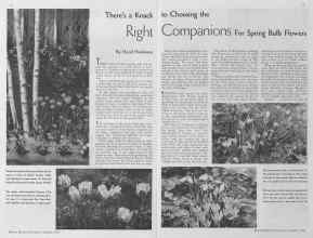 Better Homes & Gardens September 1934 Magazine Article: There's a Knack to Choosing the Right Companions For Spring Bulb Flowers