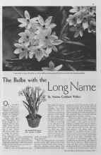 Better Homes & Gardens October 1934 Magazine Article: The Bulbs with the Long Name