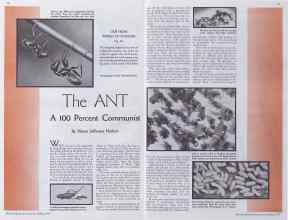 Better Homes & Gardens October 1934 Magazine Article: The ANT