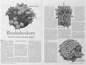 Better Homes & Gardens November 1934 Magazine Article: Rhododendrons Their Kith and Kin in Limestone Regions