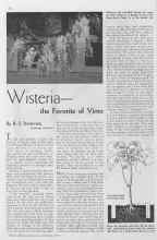 Better Homes & Gardens February 1935 Magazine Article: Wisteria--the Favorite of Vines
