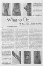 Better Homes & Gardens February 1935 Magazine Article: What to Do Till the Tree Doctor Comes