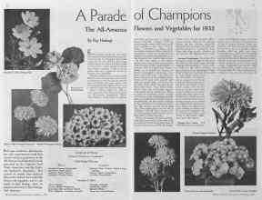 Better Homes & Gardens February 1935 Magazine Article: A Parade of Champions