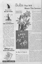 Better Homes & Gardens April 1935 Magazine Article: Bulbs
