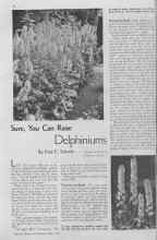 Better Homes & Gardens May 1935 Magazine Article: Sure, You Can Raise Delphiniums