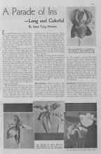 Better Homes & Gardens May 1935 Magazine Article: A Parade of Iris --Long and Colorful