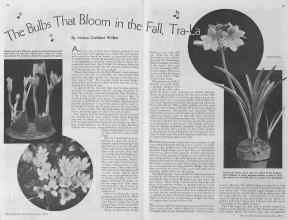 Better Homes & Gardens June 1935 Magazine Article: The Bulbs That Bloom in the Fall, Tra-La