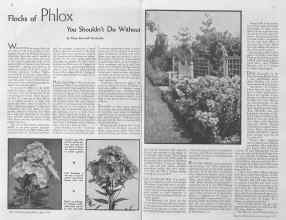 Better Homes & Gardens July 1935 Magazine Article: Flocks of Phlox You Shouldn't Do Without