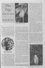 Better Homes & Gardens August 1935 Magazine Article: Miss Argy SNUBS THE FAMILY