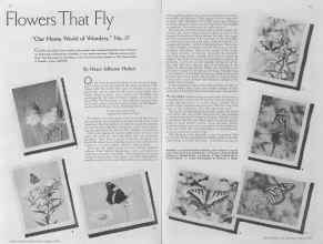 Better Homes & Gardens August 1935 Magazine Article: Flowers That Fly