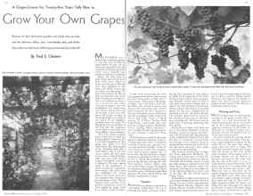 Better Homes & Gardens September 1935 Magazine Article: Grow Your Own Grapes