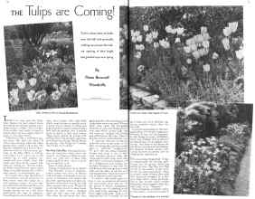 Better Homes & Gardens October 1935 Magazine Article: THE Tulips are Coming!