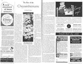 Better Homes & Gardens October 1935 Magazine Article: The Best of the Chrysanthemums