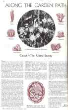 Better Homes & Gardens November 1935 Magazine Article: ALONG THE GARDEN PATH
