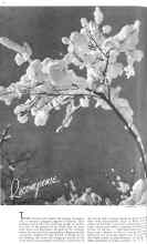 Better Homes & Gardens January 1936 Magazine Article: Recompense