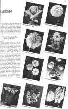 Better Homes & Gardens February 1936 Magazine Article: Annuals Tried and True