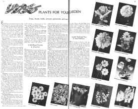 Better Homes & Gardens February 1936 Magazine Article: A Half-Dozen Favorites