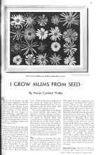 Better Homes & Gardens March 1936 Magazine Article: I GROW MUMS FROM SEED