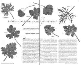 Better Homes & Gardens March 1936 Magazine Article: RECAPTURE THE FRAGRANT-LEAVE Geraniums