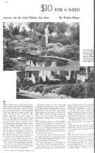 Better Homes & Gardens April 1936 Magazine Article: $10 FOR A WEED
