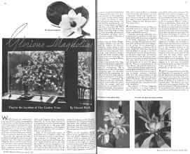 Better Homes & Gardens April 1936 Magazine Article: Glorious Magnolias