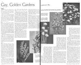 Better Homes & Gardens April 1936 Magazine Article: Gay, Golden Gardens