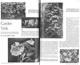 Better Homes & Gardens May 1936 Magazine Article: Garden Veils