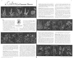 Better Homes & Gardens July 1936 Magazine Article: A Gallery of Summer Flowers