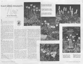Better Homes & Gardens September 1936 Magazine Article: PLANT SPRING BOUQUETS Now