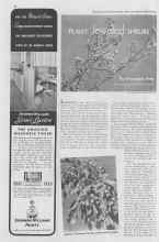 Better Homes & Gardens October 1936 Magazine Article: PLANT Jeweled SHRUBS