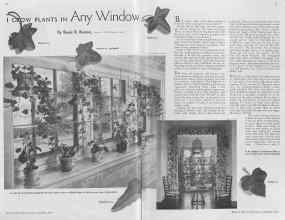 Better Homes & Gardens November 1936 Magazine Article: I GROW PLANTS IN Any Window