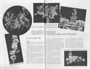 Better Homes & Gardens February 1937 Magazine Article: COLORFUL SHRUBS FROM SNOW TO SNOW