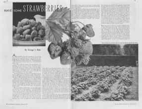 Better Homes & Gardens March 1937 Magazine Article: HAVE SOME STRAWBERRIES