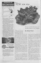 Better Homes & Gardens April 1937 Magazine Article: Yew FOR YOU