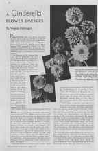 Better Homes & Gardens April 1937 Magazine Article: A Cinderella FLOWER EMERGES