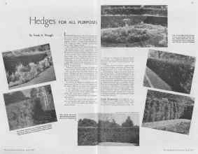 Better Homes & Gardens April 1937 Magazine Article: Hedges FOR ALL PURPOSES