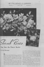Better Homes & Gardens May 1937 Magazine Article: Shrub Roses Step Into the Flower Border