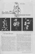 Better Homes & Gardens May 1937 Magazine Article: Bellflowers YOU SHOULD KNOW