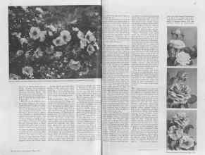 Better Homes & Gardens May 1937 Magazine Article: Page 14