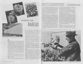 Better Homes & Gardens May 1937 Magazine Article: WE ROOT FOR DAHLIAS