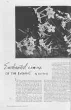 Better Homes & Gardens June 1937 Magazine Article: Enchanted GARDENS OF THE EVENING