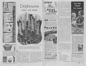 Better Homes & Gardens August 1937 Magazine Article: Delphiniums STEAL THE SHOW