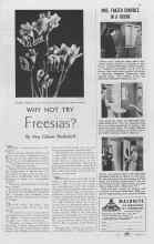 Better Homes & Gardens September 1937 Magazine Article: WHY NOT TRY Freesias?