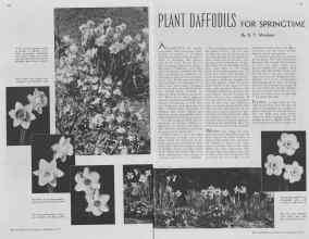 Better Homes & Gardens September 1937 Magazine Article: PLANT DAFFODILS FOR SPRINGTIME
