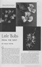 Better Homes & Gardens October 1937 Magazine Article: Little Bulbs FROM THE WEST