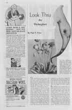 Better Homes & Gardens October 1937 Magazine Article: Look Thru the Pitcherplant