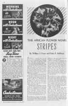 Better Homes & Gardens October 1937 Magazine Article: THIS AFRICAN FLOWER WEARS STRIPES